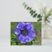Raindrop-Anemon Postkarte (Stehend Vorderseite)