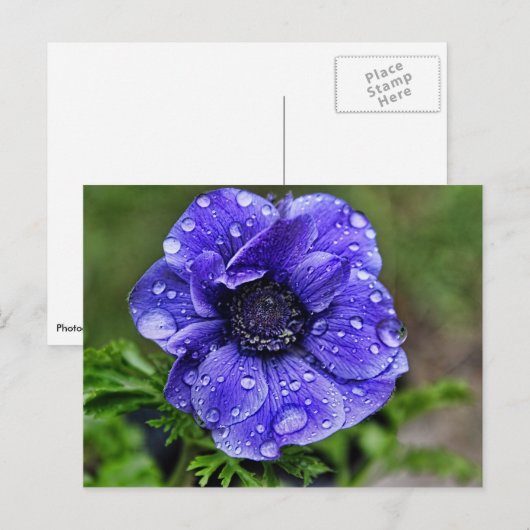 Raindrop-Anemon Postkarte (Vorne/Hinten)