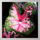 Raindrop auf Kaladium-Plakat / Wand-Kunst Poster (Vorne)