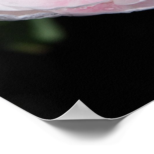 Raindrop Duet Poster (Ecke)