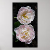 Raindrop Duet Poster (Vorne)