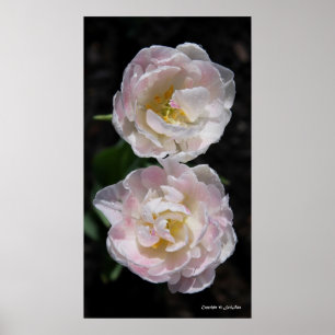 Raindrop Duet Poster