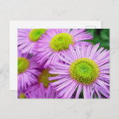 Raindrops auf Asters Postkarte (Vorne/Hinten)