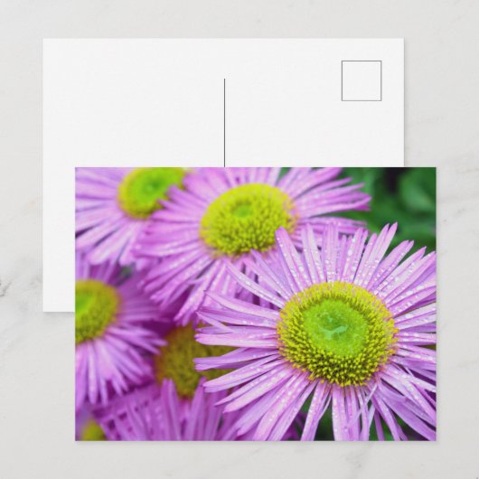 Raindrops auf Asters Postkarte (Vorne/Hinten)