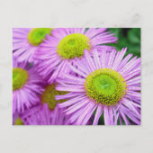 Raindrops auf Asters Postkarte (Vorderseite)