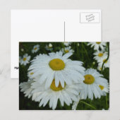 Raindrops auf Daisies Wildblume Floral Postkarte (Vorne/Hinten)
