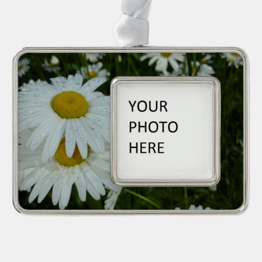 Raindrops auf Daisies Wildblume Floral Rahmen-Ornament Silber (Vorderseite)