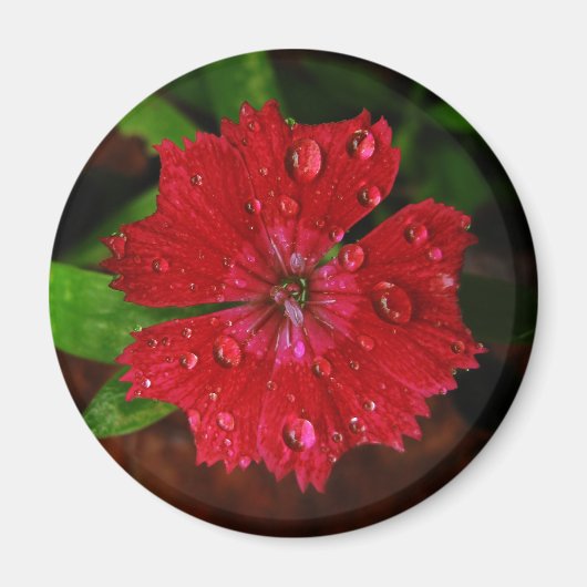 Raindrops auf dem schönen Red Dianthus Blume Foto Magnet (Vorne)