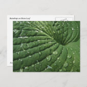 Raindrops auf der Postkarte von Hosta Leaf (Vorne/Hinten)