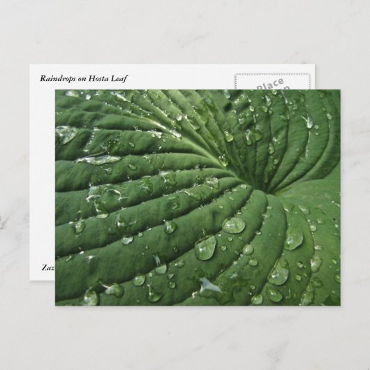 Raindrops auf der Postkarte von Hosta Leaf (Vorne/Hinten)