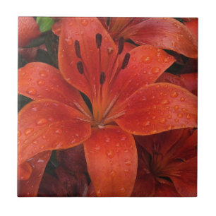 Raindrops auf einer Lily Fliese