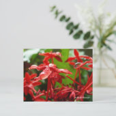 Raindrops auf einer roten Blume Postkarte (Stehend Vorderseite)