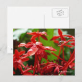 Raindrops auf einer roten Blume Postkarte (Vorne/Hinten)