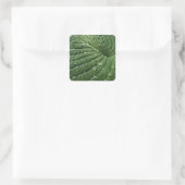 Raindrops auf Hosta Leaf Stickers (Tasche)