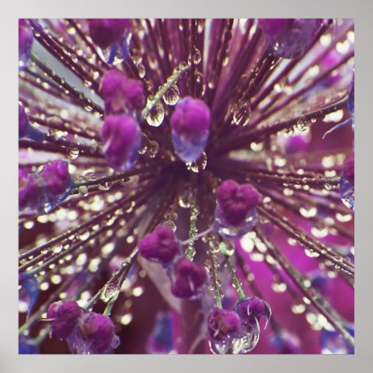 Raindrops auf Lila Allium Blume Macro Abstrakt Poster (Vorne)