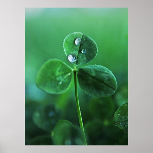 Raindrops auf Macro für Green Clover Blätter Poster (Vorne)