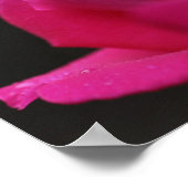 Raindrops auf roter Rosenknospe Poster (Ecke)