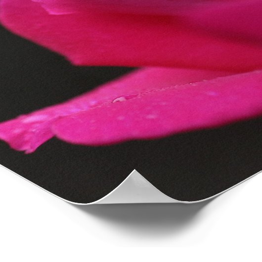 Raindrops auf roter Rosenknospe Poster (Ecke)