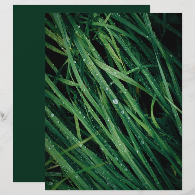 Raindrops on grass scrapbook paper (Vorne/Hinten)