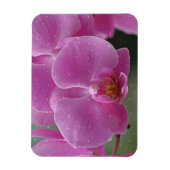 Raindrops on Orchids Magnet (Vertikal)