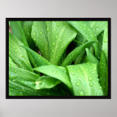 Raindrops Poster (Vorne)