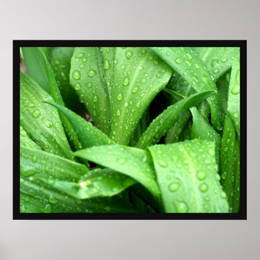 Raindrops Poster (Vorne)