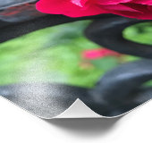 Raindrops Rosa Blume Rose Rainy Day NYC Fotodruck (Ecke)