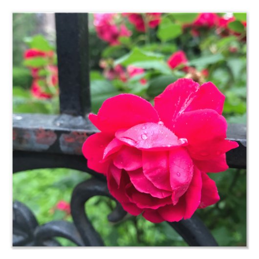 Raindrops Rosa Blume Rose Rainy Day NYC Fotodruck (Vorne)