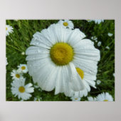 Raindrops über Daisy I Wildblume Floral Poster (Vorne)