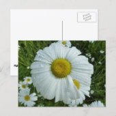 Raindrops über Daisy I Wildblume Floral Postkarte (Vorne/Hinten)
