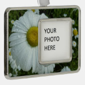 Raindrops über Daisy I Wildblume Floral Rahmen-Ornament Silber (Rechts)