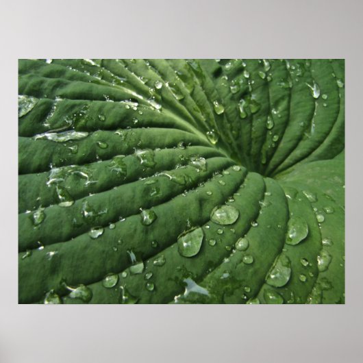 Raindrops über Hosta Leaf Poster (Vorne)