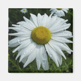 Raindrops zur Daisy-II-Wildblume Magnet