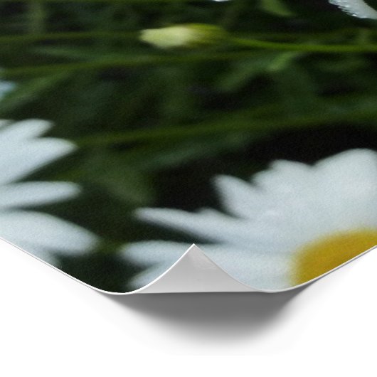 Raindrops zur Daisy-II-Wildblume Poster (Ecke)