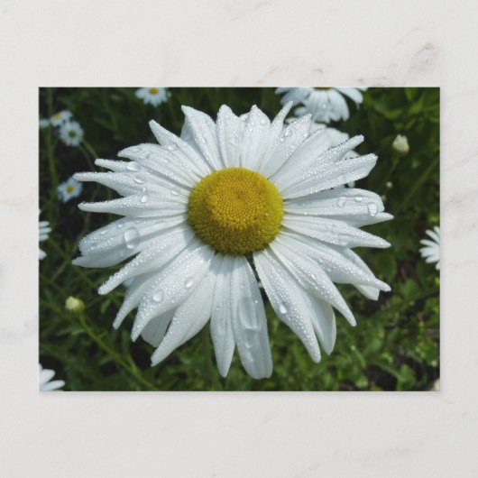 Raindrops zur Daisy-II-Wildblume Postkarte (Vorderseite)