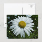 Raindrops zur Daisy-II-Wildblume Postkarte (Vorne/Hinten)