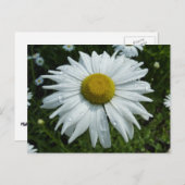 Raindrops zur Daisy-II-Wildblume Postkarte (Vorne/Hinten)