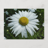 Raindrops zur Daisy-II-Wildblume Postkarte (Vorderseite)