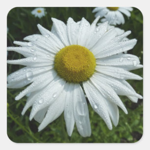 Raindrops zur Daisy-II-Wildblume Quadratischer Aufkleber