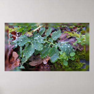 Raindrops zur Kolumbinen-Blume , Aquilegia Poster