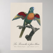 Rainerlorikit, Trichoglossus haematodus Poster (Vorne)