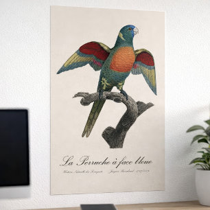 Rainerlorikit, Trichoglossus haematodus Poster