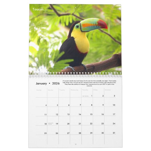 Rainforest Animals & Fun Fakten 12 Monate Kalender (Jan 2026)
