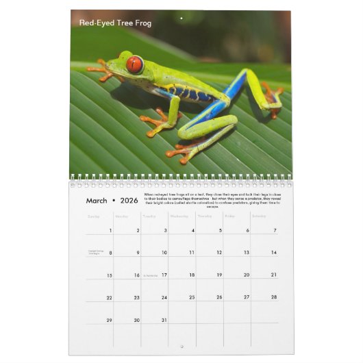 Rainforest Animals & Fun Fakten 12 Monate Kalender (Mär 2026)