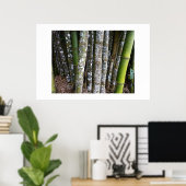 Rainforest Bamboo in Costa Rica Poster (Heimbüro)