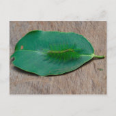 Rainforest Camouflage Postkarte (Vorderseite)