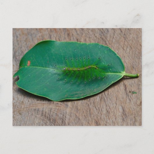 Rainforest Camouflage Postkarte (Vorderseite)