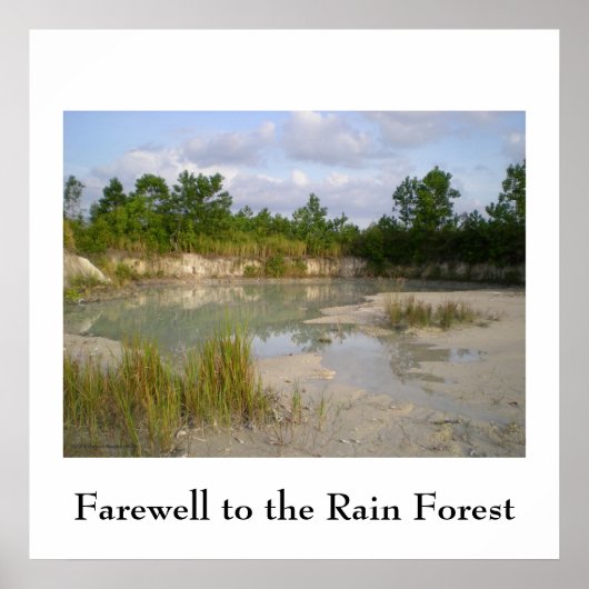 Rainforest Conservation Poster (Vorne)