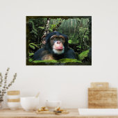 "RAINFOREST DREAMS II" Schimpanse Art Poster (Küche)