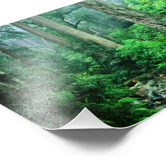 Rainforest Foto (Ecke)